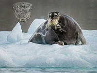 A05_Craig_Parker_Bearded Seal No1.jpg