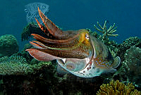 A05_Gary_Brennand_Cuttlefish.jpg