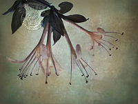 A05_Jan_Pudney_Honeysuckle twist.jpg