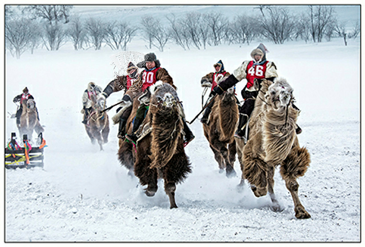 A05_Joseph_Tam_Camel Racing.jpg