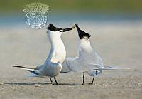 A05_Tina_Dial_Courting Terns.jpg