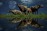 B05_Md. Akhlas_Uddin_Mirror of Buffalo Flocks.jpg