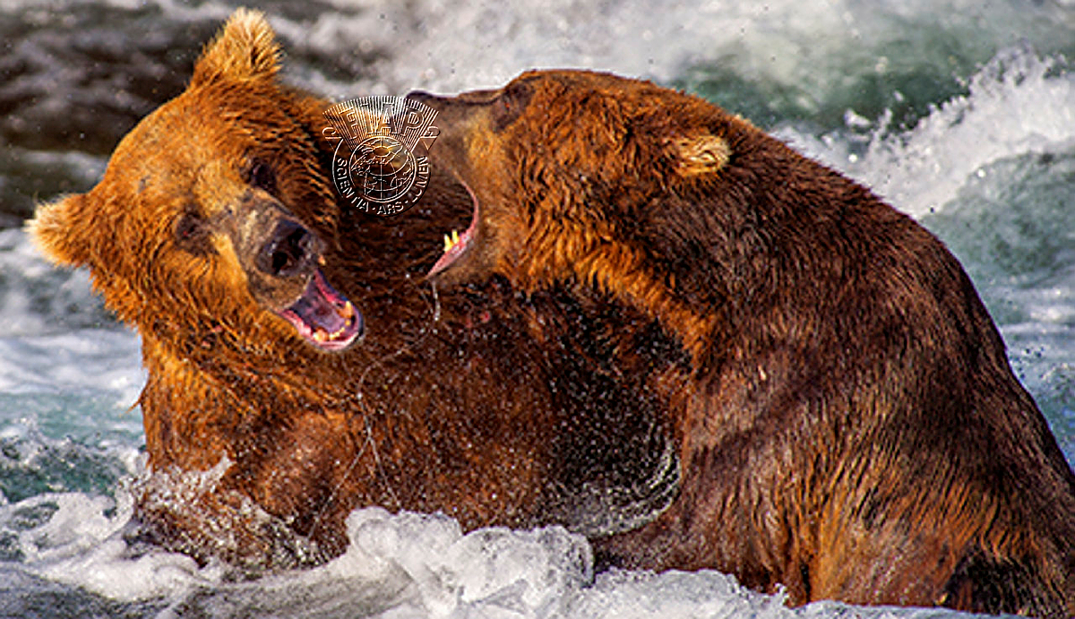 C01_Dany_Chan_Grizzlies Fighting Over Salmon Run.jpg
