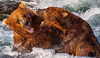 C01_Dany_Chan_Grizzlies Fighting Over Salmon Run.jpg