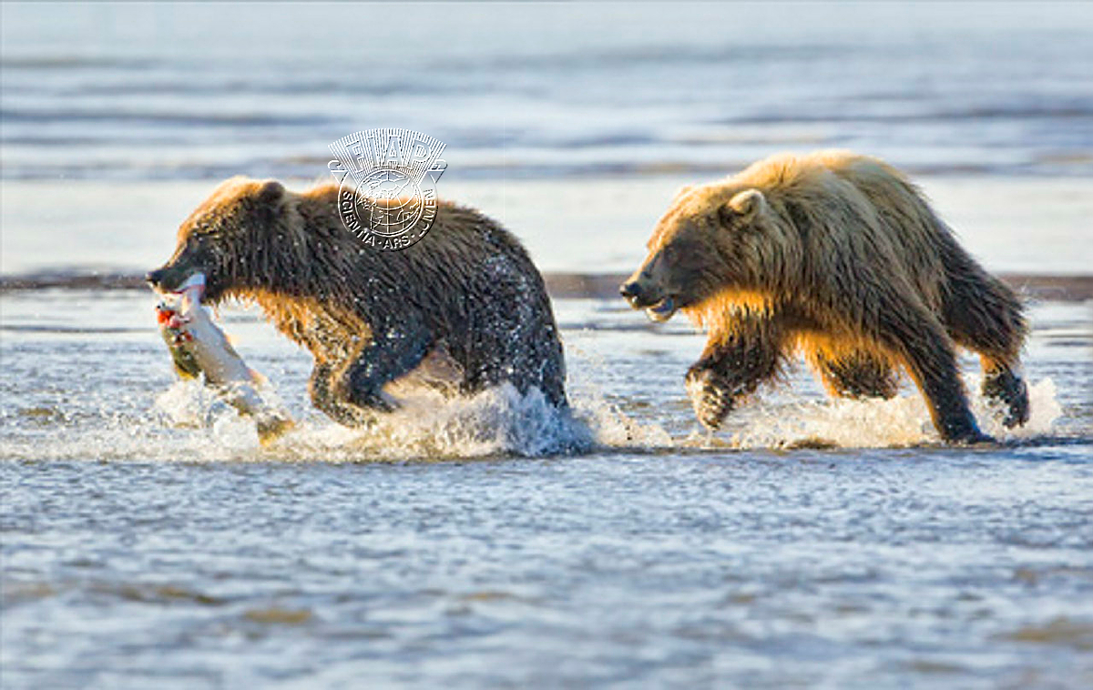 C01_Kwan_Phillip_Bear Chasing.jpg
