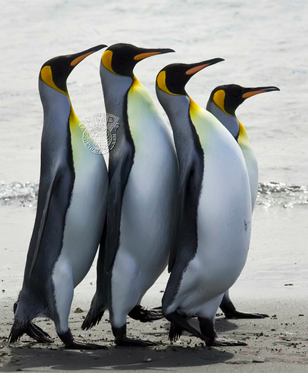 C01_Kwan_Phillip_March of the Penguin.jpg