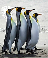 C01_Kwan_Phillip_March of the Penguin.jpg