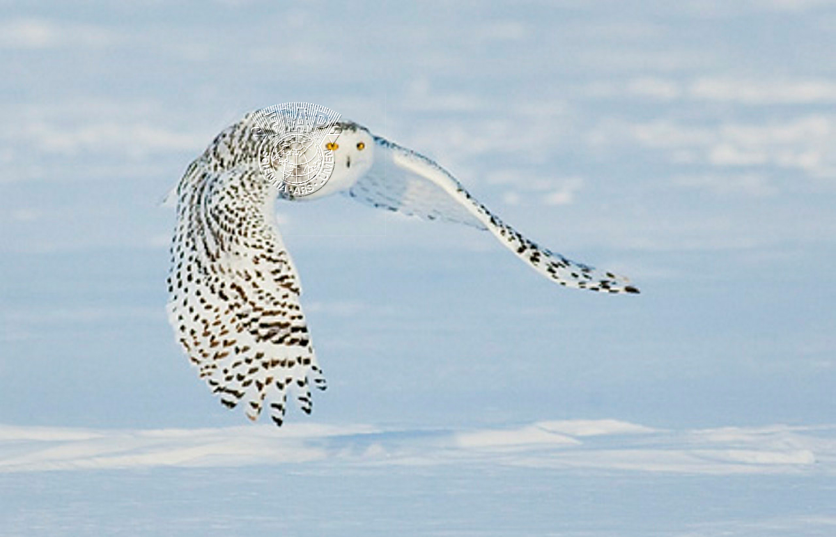C01_Kwan_Phillip_Snowy Owl Flying.jpg