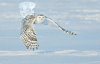 C01_Kwan_Phillip_Snowy Owl Flying.jpg