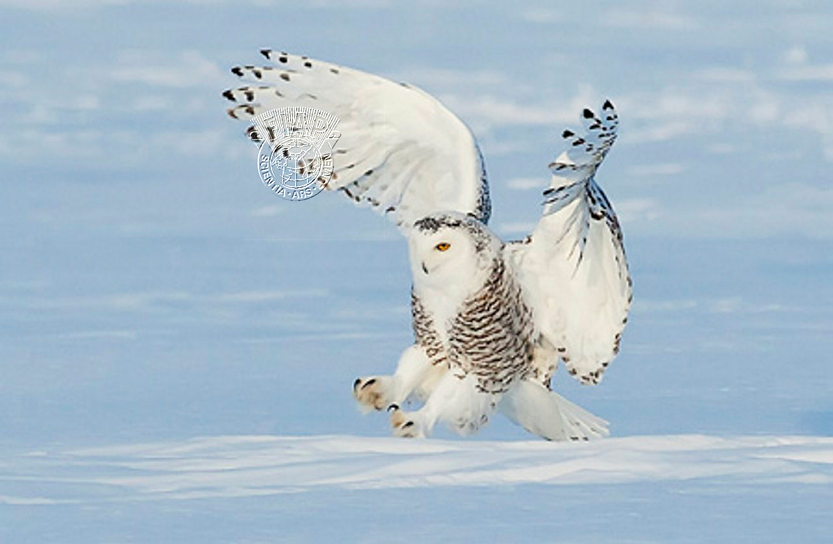 C01_Kwan_Phillip_Snowy Owl Landing.jpg
