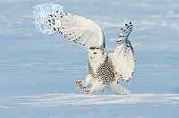 C01_Kwan_Phillip_Snowy Owl Landing.jpg