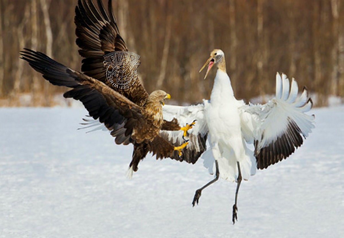 C01_Kwan_Phillip_White-Tailed Eagle and Crane.jpg