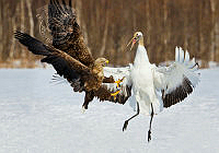 C01_Kwan_Phillip_White-Tailed Eagle and Crane.jpg