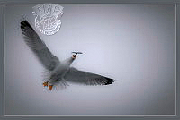 C08_Darija_Sesto_ A Gull with a Fish in his Beak.jpg