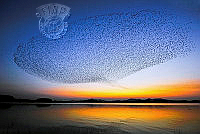 C10_Lee_Jong Il_ A Flock of Birds.jpg