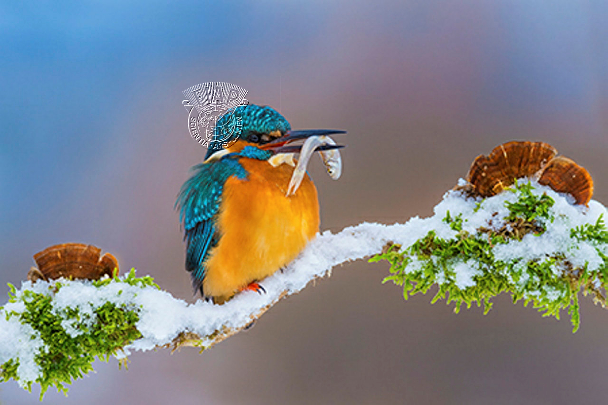 C7_Petar_Sabol_Kingfisher in winter.jpg