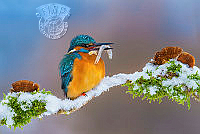 C7_Petar_Sabol_Kingfisher in winter.jpg