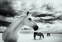 D01_Bjarne_Hyldgaard_Pedersen_White_Horse.jpg