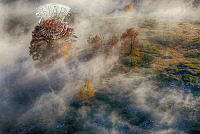 D01_Ib_Corneliussen_Nielsen_Trees in Mist.jpg