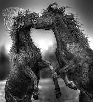 D01_Roland_Jensen_Crazy_Horses_1.jpg