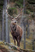 E01_Bill_Terrance_Stag in the Pine Forest.jpg