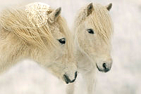 E01_Moira_Gardner_Icelandic Horses.jpg