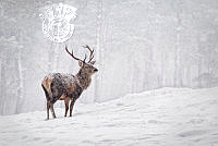 E01_Moira_Gardner_Red Deer Stag in Snow.jpg