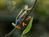 E01_Moira_Gardner_Red Eyed Tree Frog.jpg