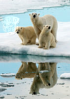 E01_Roger_Hinton_Polar Bear Reflections.jpg