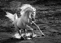 E04_Joseph_Antony_Arabian Horse.jpg