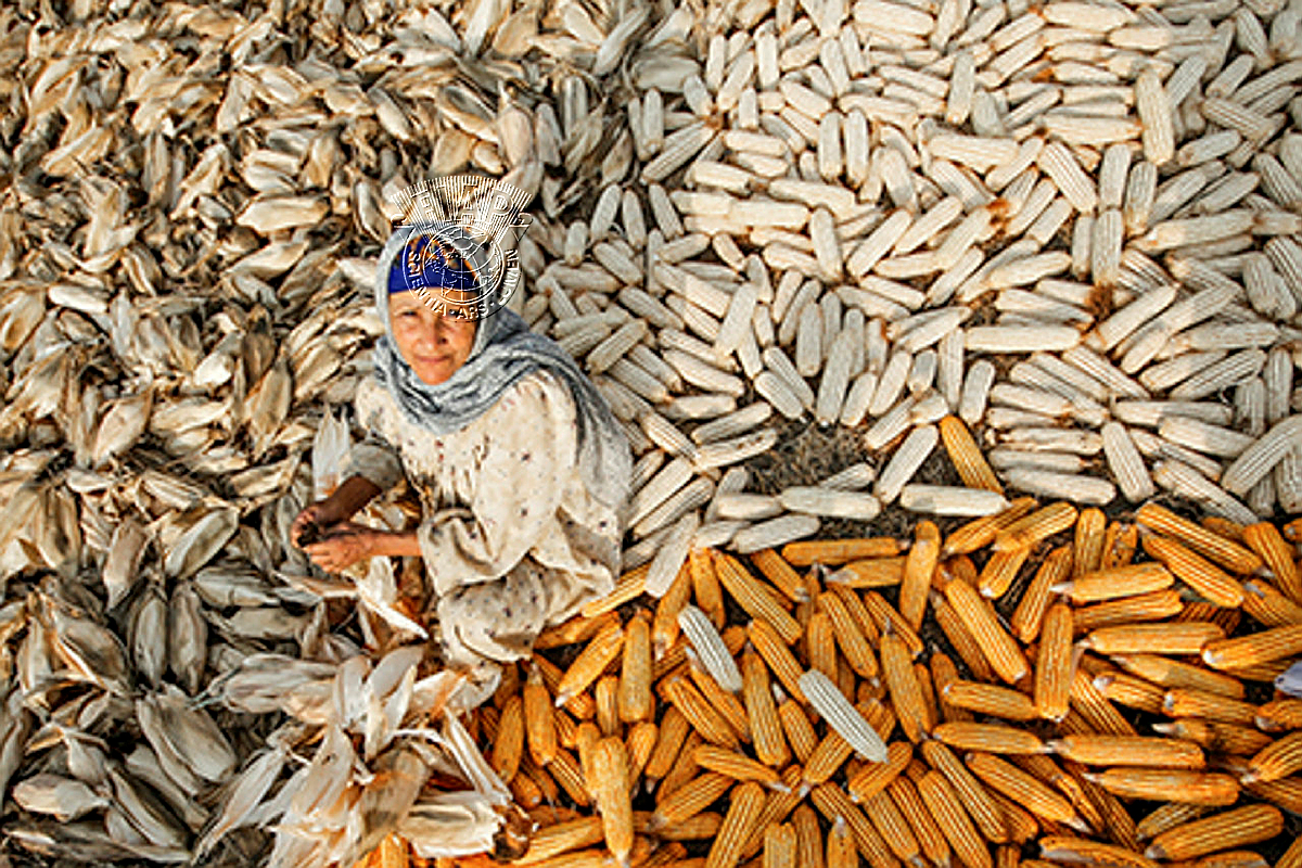 E05_Mohamed_Nageeb_Harvest.jpg