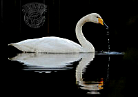 F01_Jari_L_yl_nen_Swan reflection 2.jpg