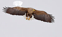 F01_Jouko_Taukoja_rvi_White-Tailed Eagle.jpg
