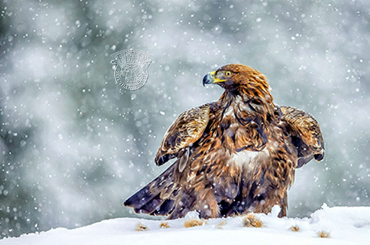 F01_Jouko_Taukojarvi_Gold en Eagle in Snow Storm.jpeg.jpg