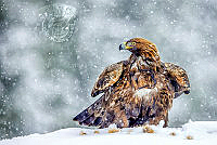 F01_Jouko_Taukojarvi_Gold en Eagle in Snow Storm.jpeg.jpg