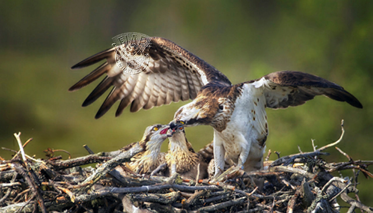 F01_Osmo_Kytt_l__Feeding Twins.jpg