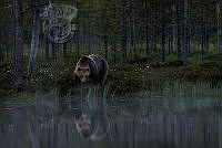 F01_Tapio_Karjalainen_King of the Forest.jpg