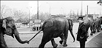 F02_Jacky_Martin_Elephants Walk.jpg