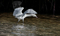 G02_Alan_Edward_White Morph Reddish Egret.jpg