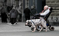 G02_Angie_Tucker_Walking the Dog.jpg