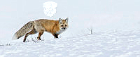 G02_Bob_Given_Fox, Yellowstone.jpg