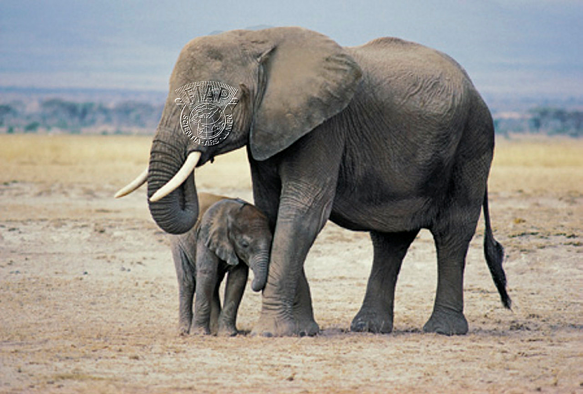 G02_David_Keith_Jones_FemaleAfricanElephantAndCalf.jpg