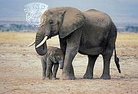 G02_David_Keith_Jones_FemaleAfricanElephantAndCalf.jpg