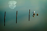 G02_Davide_Agnelli_Post Reflections.jpg