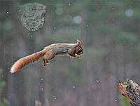 G02_Geoff_Smith_Red Squirrel In Snowflurry.jpg