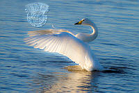 G02_Gordon_Bramham_Whooper Swan.jpg