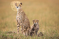 G02_Jon_Martin_Alert Cheetah and Cub.jpg
