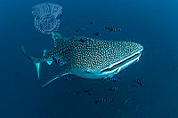 G02_Len_Deeley_Whaleshark With Pilot Fishes.jpg