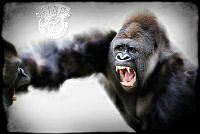 G02_Marilyn Taylor_Silverback Gorillas Fighting.jpg