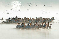 G02_Ralph_Snook_Pelicans At Dawn.jpg